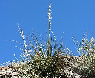 Nolina microcarpa