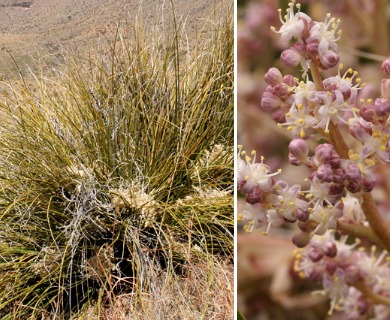 Nolina texana  Texas Beargrass