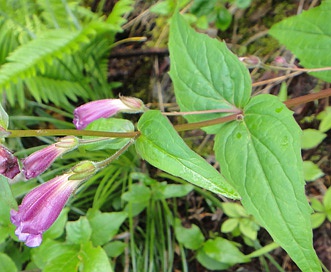 Nothochelone nemorosa