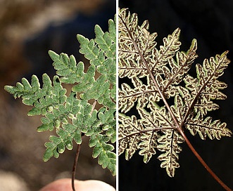 Notholaena californica