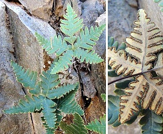 Notholaena standleyi