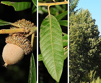 Notholithocarpus densiflorus