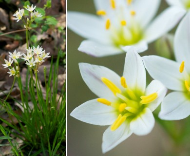 Nothoscordum bivalve