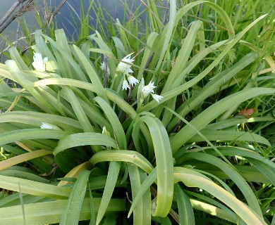 Nothoscordum gracile