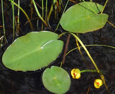 Nuphar X rubrodisca