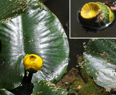 Nuphar advena