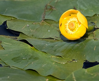 Nuphar lutea