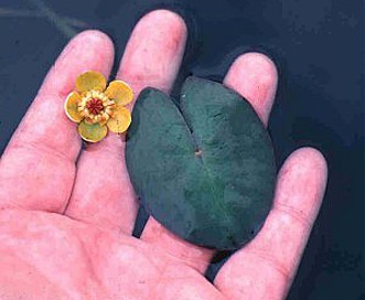 Nuphar microphylla