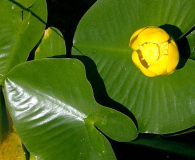 Nuphar polysepala