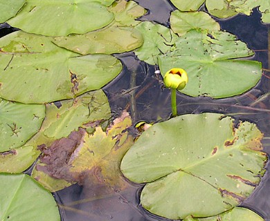 Nuphar variegata