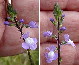 Nuttallanthus canadensis