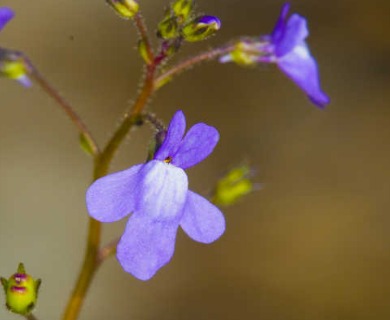 Nuttallanthus floridanus