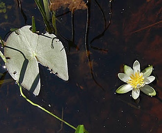 Nymphaea leibergii