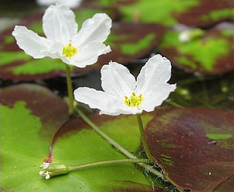 Nymphoides aquatica