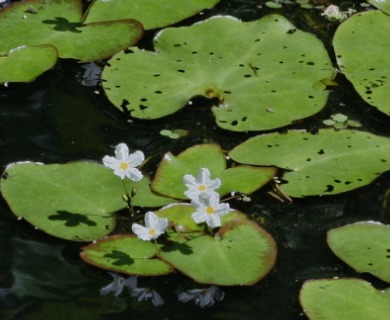 Nymphoides cristata