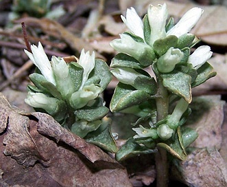 Obolaria virginica