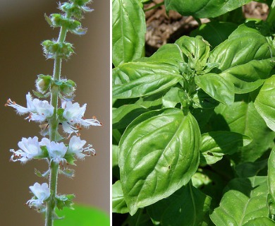 Ocimum basilicum