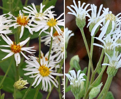 Oclemena reticulata