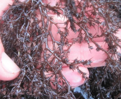 Odonthalia floccosa