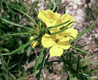 Oenothera berlandieri