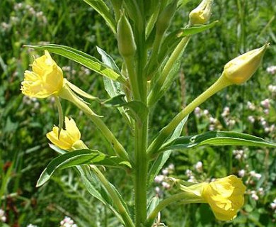 Oenothera biennis