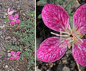 Oenothera canescens