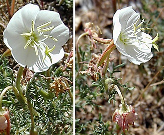 Oenothera coronopifolia