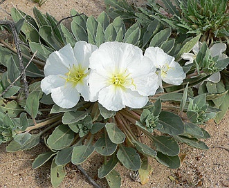 Oenothera deltoides