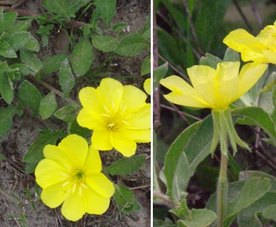 Oenothera drummondii