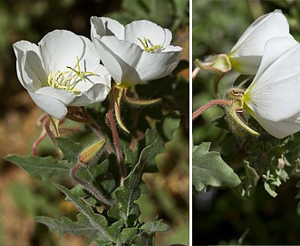 Oenothera engelmannii