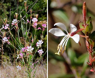 Oenothera filiformis