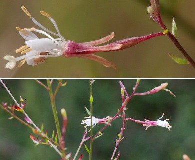 Oenothera filipes