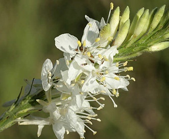 Oenothera glaucifolia