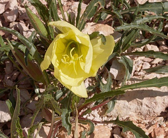 Oenothera howardii