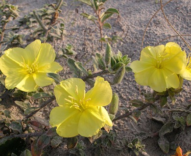 Oenothera humifusa