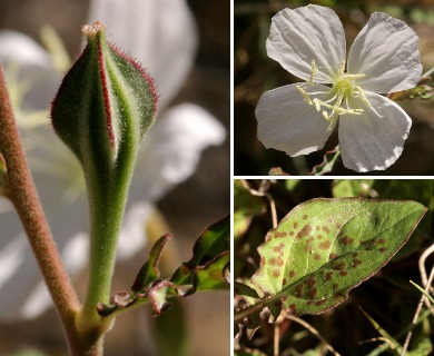 Oenothera kunthiana