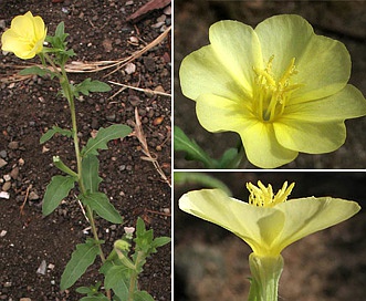 Oenothera laciniata