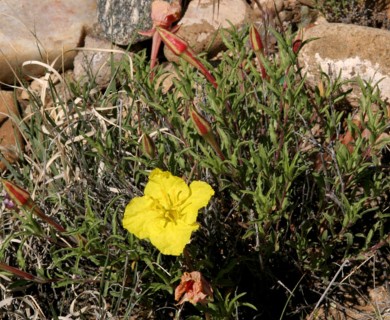 Oenothera lavandulifolia