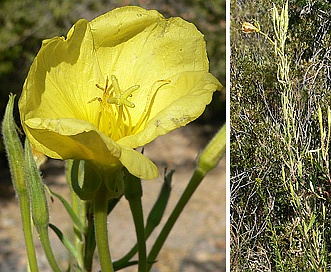 Oenothera longissima