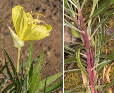 Oenothera macrocarpa