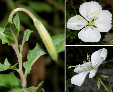 Oenothera neomexicana