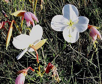 Oenothera nuttallii