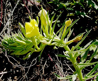 Oenothera parviflora