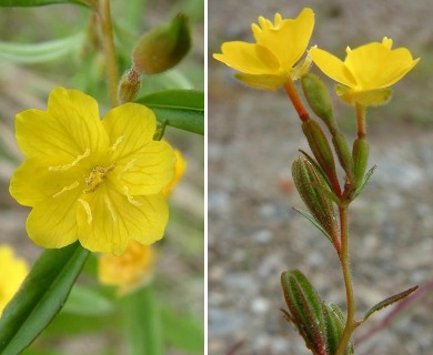 Oenothera perennis