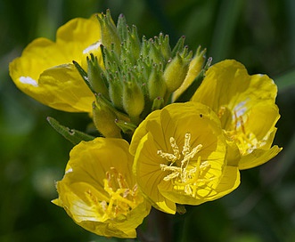 Oenothera pilosella