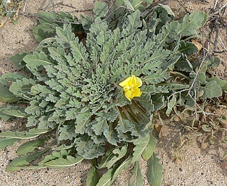 Oenothera primiveris