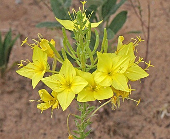 Oenothera rhombipetala