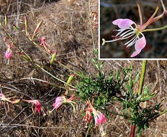 Oenothera suffrutescens