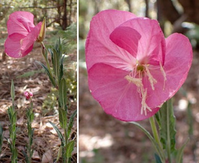 Oenothera tetraptera