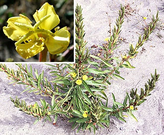 Oenothera wolfii